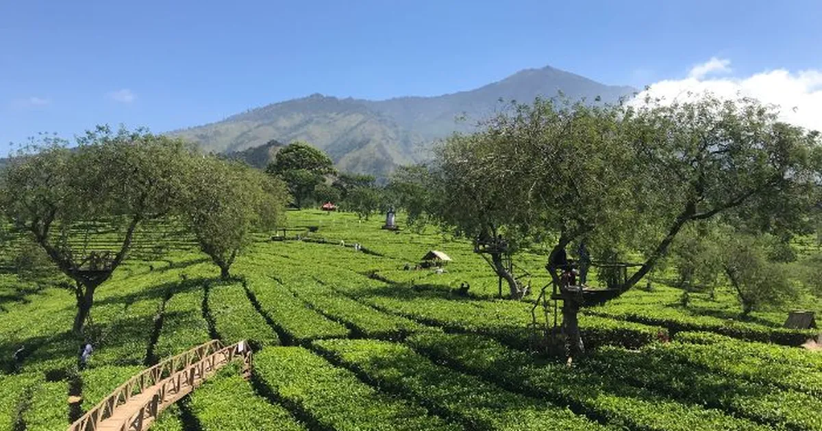 Bukit Kuneer Malang – Sunrise, Spot Foto & Panorama Kebun Teh Wonosari